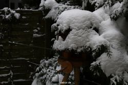 voegel-im-garten-2012-der-garten-winter-010