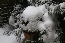 voegel-im-garten-2012-der-garten-winter-015