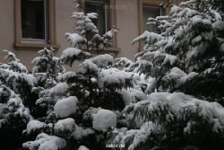 voegel-im-garten-2012-der-garten-winter-017
