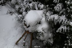 voegel-im-garten-2012-der-garten-winter-020