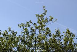voegel-im-garten-2012-der-garten-001