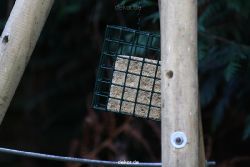 voegel-im-garten-2012-der-garten-008