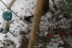 voegel-im-garten-2012-dompfaff-winter-002