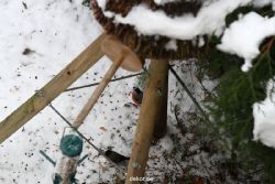 voegel-im-garten-2012-dompfaff-winter-003