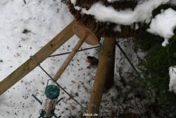 voegel-im-garten-2012-dompfaff-winter-004