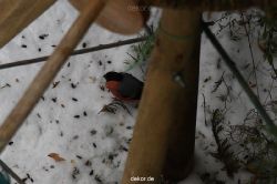 voegel-im-garten-2012-dompfaff-winter-005