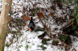 voegel-im-garten-2012-dompfaff-winter-006