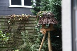 voegel-im-garten-2012-dompfaff-002