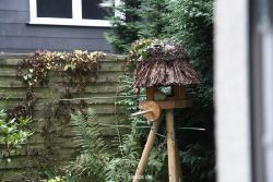 voegel-im-garten-2012-dompfaff-003