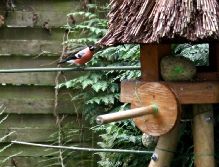 voegel-im-garten-2012-dompfaff-004