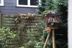 voegel-im-garten-2012-dompfaff-005