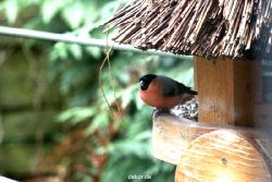 voegel-im-garten-2012-dompfaff-006