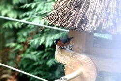 voegel-im-garten-2012-dompfaff-009