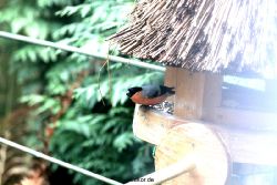 voegel-im-garten-2012-dompfaff-010