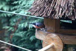 voegel-im-garten-2012-dompfaff-012