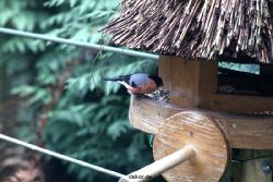 voegel-im-garten-2012-dompfaff-015