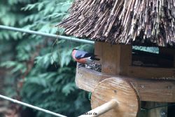 voegel-im-garten-2012-dompfaff-017