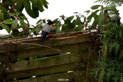 voegel-im-garten-2012-dompfaff-021