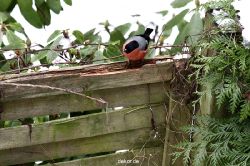 voegel-im-garten-2012-dompfaff-022