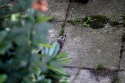 voegel-im-garten-2012-eichelhaeher-001