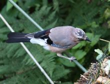 voegel-im-garten-2012-eichelhaeher-004