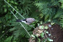 voegel-im-garten-2012-eichelhaeher-005