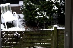 voegel-im-garten-2012-eichelhaeher-007