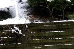 voegel-im-garten-2012-eichelhaeher-008