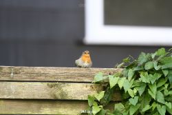 voegel-im-garten-2012-humpelheiner-001