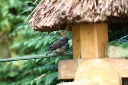 voegel-im-garten-2012-humpelheiner-002
