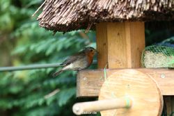 voegel-im-garten-2012-humpelheiner-003