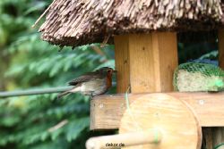 voegel-im-garten-2012-humpelheiner-004