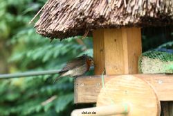 voegel-im-garten-2012-humpelheiner-006