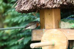 voegel-im-garten-2012-humpelheiner-007