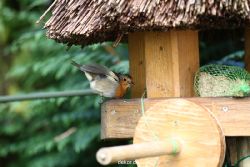 voegel-im-garten-2012-humpelheiner-009