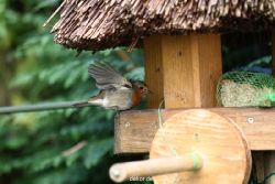 voegel-im-garten-2012-humpelheiner-010