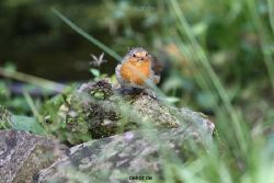 voegel-im-garten-2012-humpelheiner-011