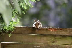 voegel-im-garten-2012-humpelheiner-012