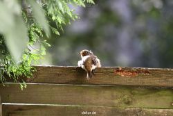 voegel-im-garten-2012-humpelheiner-013
