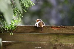 voegel-im-garten-2012-humpelheiner-014