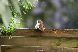 voegel-im-garten-2012-humpelheiner-015