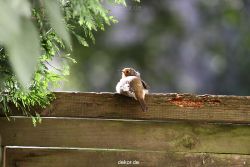 voegel-im-garten-2012-humpelheiner-016