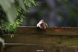 voegel-im-garten-2012-humpelheiner-017