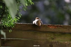 voegel-im-garten-2012-humpelheiner-018