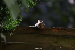 voegel-im-garten-2012-humpelheiner-019