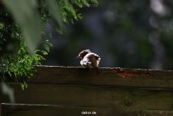 voegel-im-garten-2012-humpelheiner-020