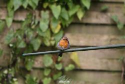 voegel-im-garten-2012-humpelheiner-021