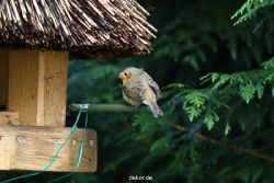 voegel-im-garten-2012-humpelheiner-022
