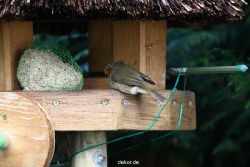 voegel-im-garten-2012-humpelheiner-023