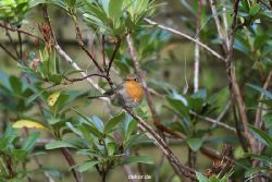 voegel-im-garten-2012-humpelheiner-024